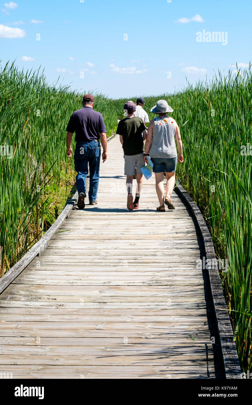 La famiglia cammina sul lungomare del Point Pelee National Park circondato da erba paludosa, lattails (Typha latifolia), Leamington, Ontario, Canada. Foto Stock