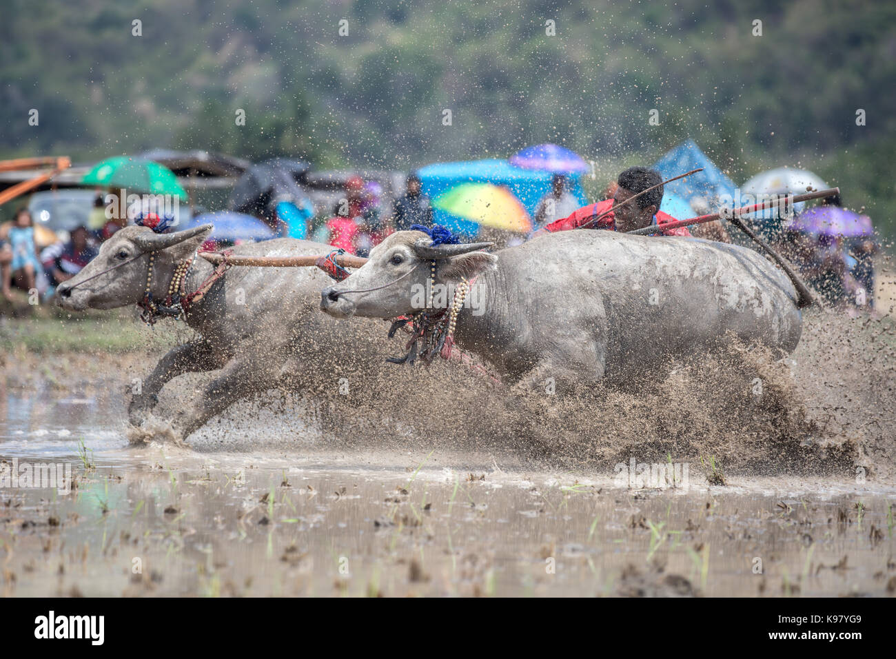 Jereweh, sumbawa barat, Indonesia - 10 settembre 2017: locale buffalo gara concorso sull isola di Sumbawa, Indonesia il 10 settembre 2017. Foto Stock