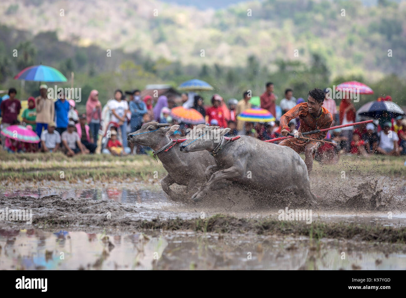 Jereweh, sumbawa barat, Indonesia - 10 settembre 2017: locale buffalo gara concorso sull isola di Sumbawa, Indonesia il 10 settembre 2017. Foto Stock