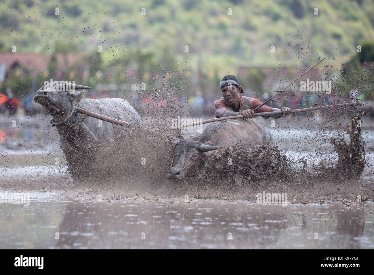Jereweh, sumbawa barat, Indonesia - 10 settembre 2017: locale buffalo gara concorso sull isola di Sumbawa, Indonesia il 10 settembre 2017. Foto Stock
