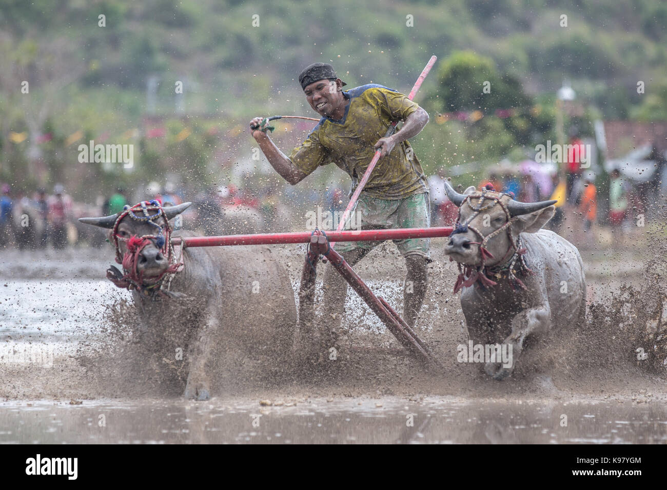 Jereweh, sumbawa barat, Indonesia - 10 settembre 2017: locale buffalo gara concorso sull isola di Sumbawa, Indonesia il 10 settembre 2017. Foto Stock