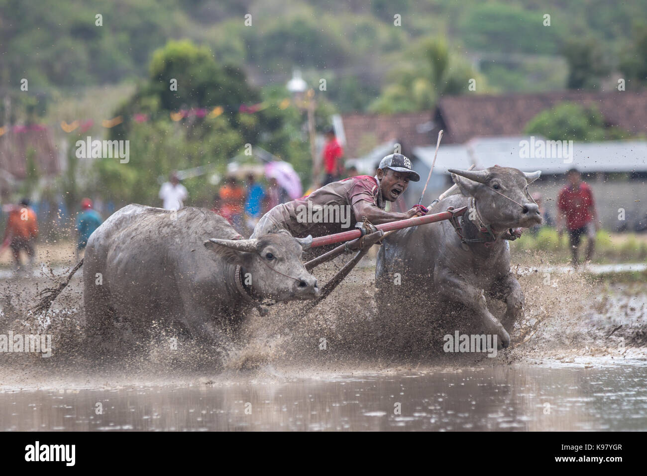 Jereweh, sumbawa barat, Indonesia - 10 settembre 2017: locale buffalo gara concorso sull isola di Sumbawa, Indonesia il 10 settembre 2017. Foto Stock