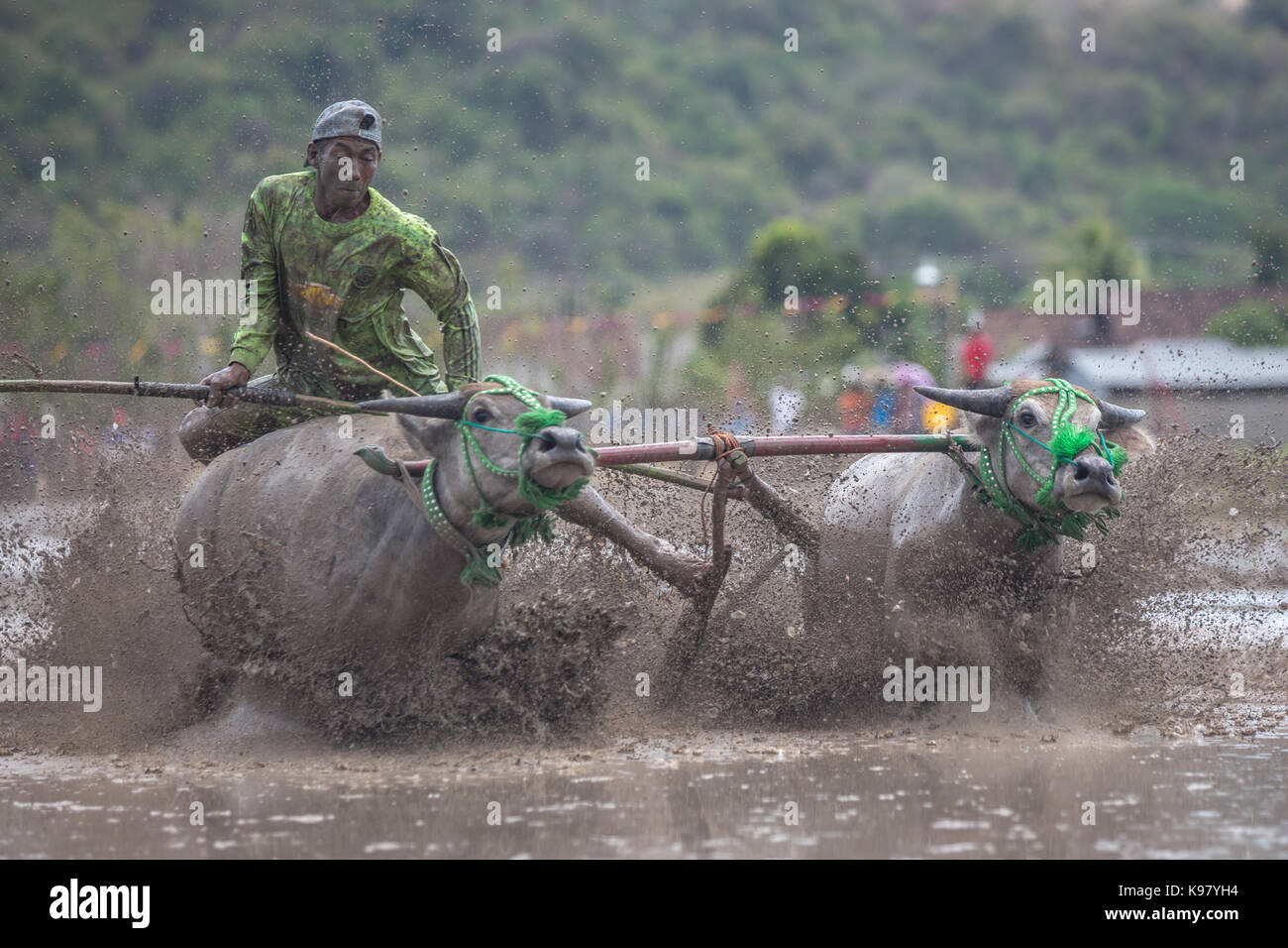 Jereweh, sumbawa barat, Indonesia - 10 settembre 2017: locale buffalo gara concorso sull isola di Sumbawa, Indonesia il 10 settembre 2017. Foto Stock