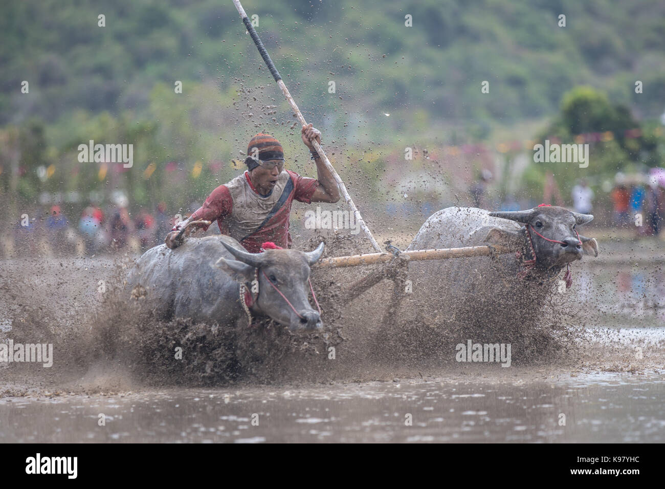 Jereweh, sumbawa barat, Indonesia - 10 settembre 2017: locale buffalo gara concorso sull isola di Sumbawa, Indonesia il 10 settembre 2017. Foto Stock