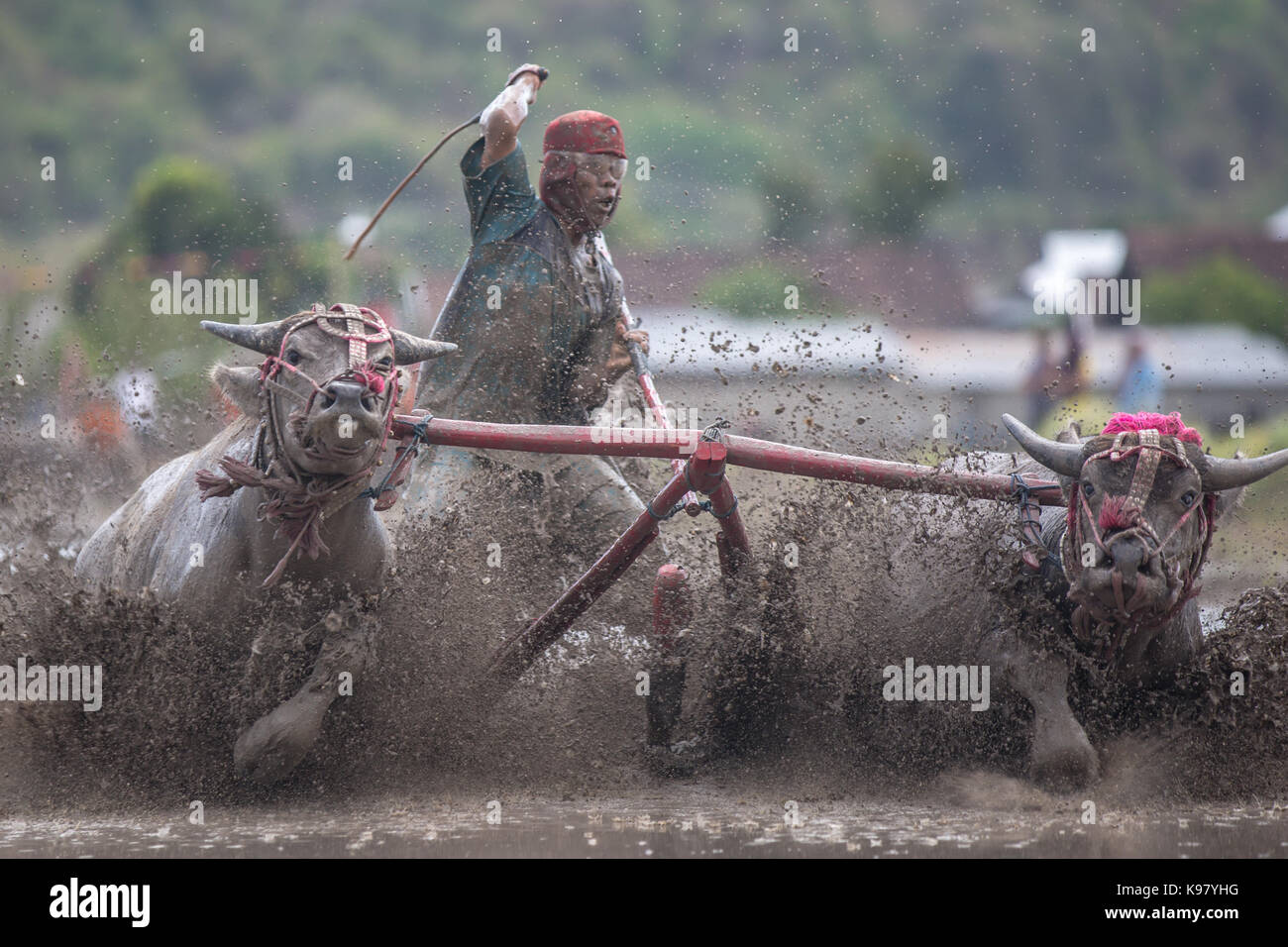 Jereweh, sumbawa barat, Indonesia - 10 settembre 2017: locale buffalo gara concorso sull isola di Sumbawa, Indonesia il 10 settembre 2017. Foto Stock