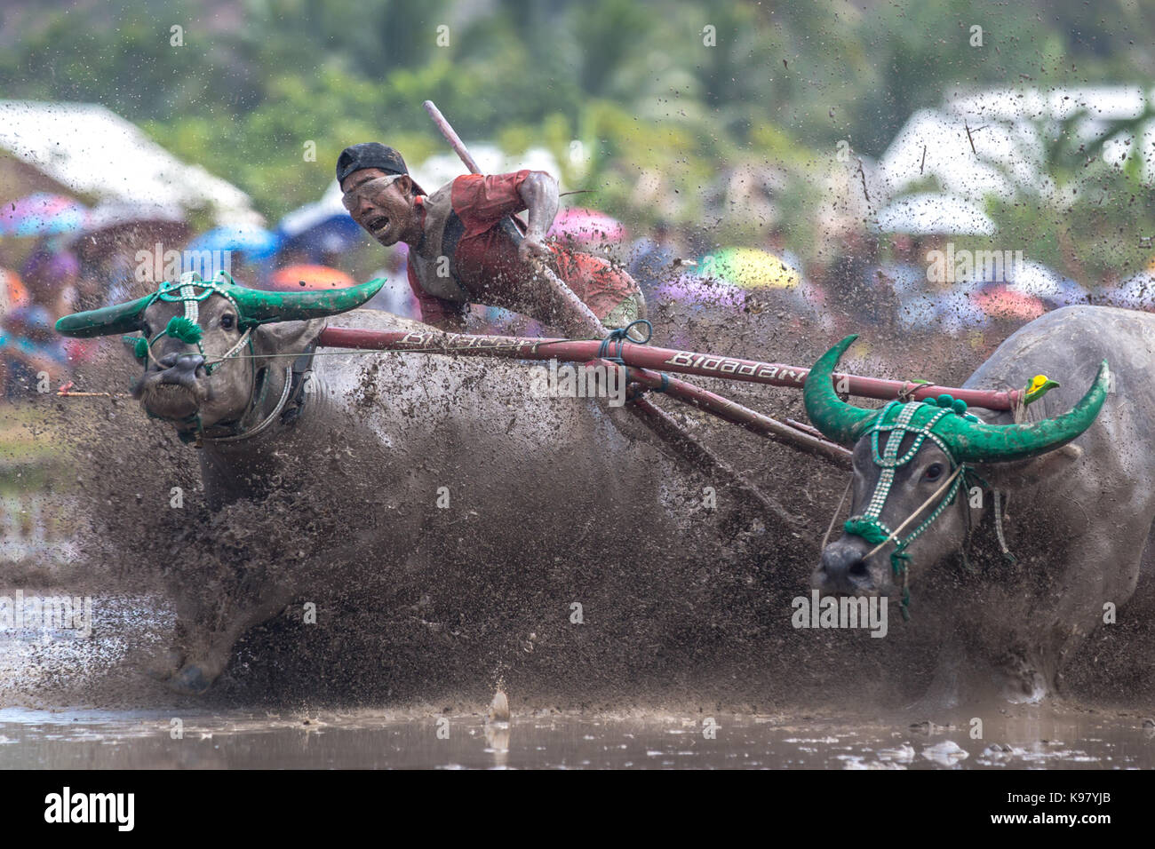 Jereweh, sumbawa barat, Indonesia - 10 settembre 2017: locale buffalo gara concorso sull isola di Sumbawa, Indonesia il 10 settembre 2017. Foto Stock