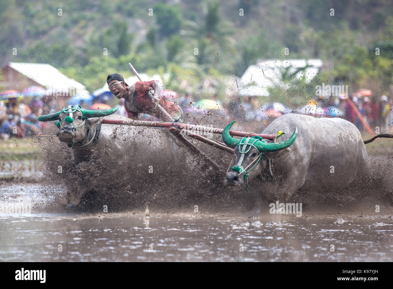 Jereweh, sumbawa barat, Indonesia - 10 settembre 2017: locale buffalo gara concorso sull isola di Sumbawa, Indonesia il 10 settembre 2017. Foto Stock