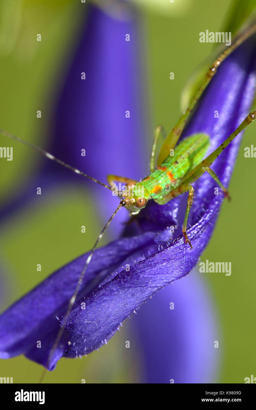 Katydid ninfa, aka bush cricket, long-cornuto grasshopper (Tettigoniidae) - USA Foto Stock