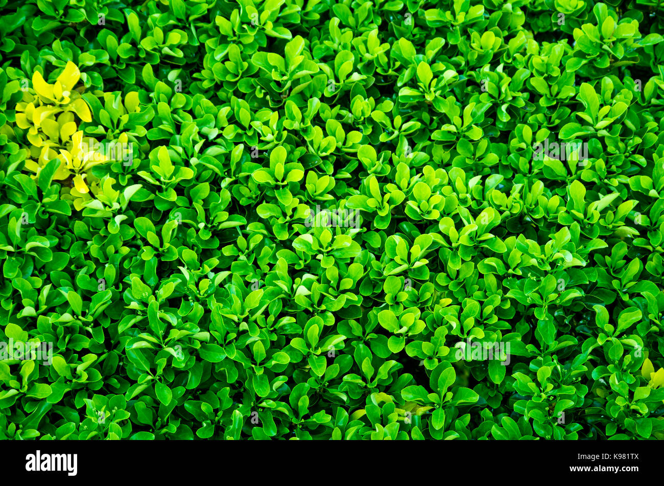 Lussureggiante siepe di pianta sempreverde con proprietà funzione di separazione lussureggiante siepe di pianta sempreverde con proprietà funzione di separazione Foto Stock