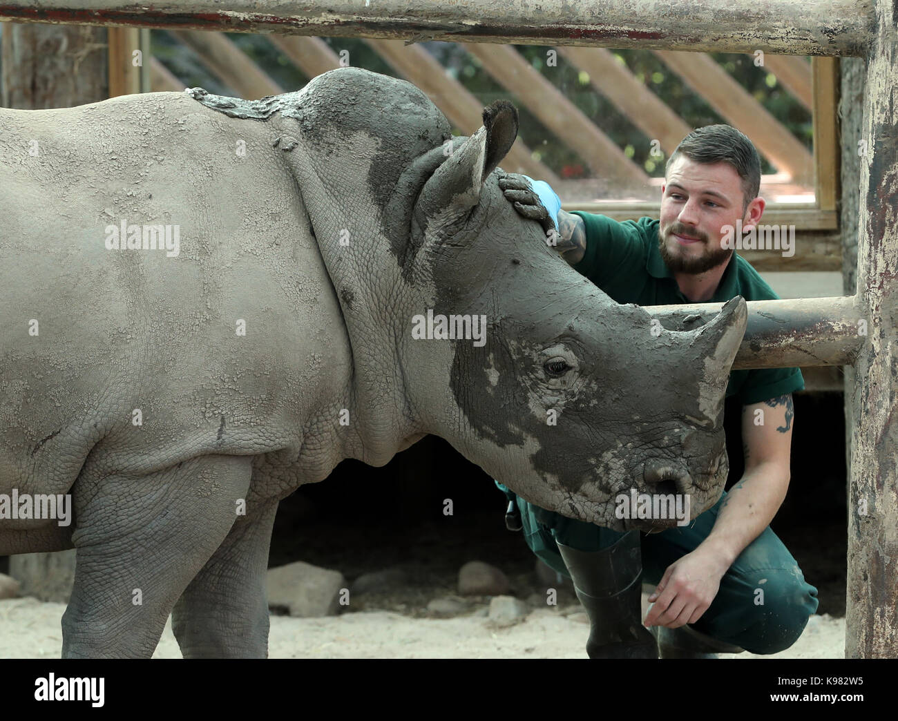 Bonnie, un baby rinoceronte bianco, è trattata in un fango viso da rhino keeper graeme alexander in preparazione per la sua prima festa di compleanno a Blair Drummond Safari Park. Foto Stock