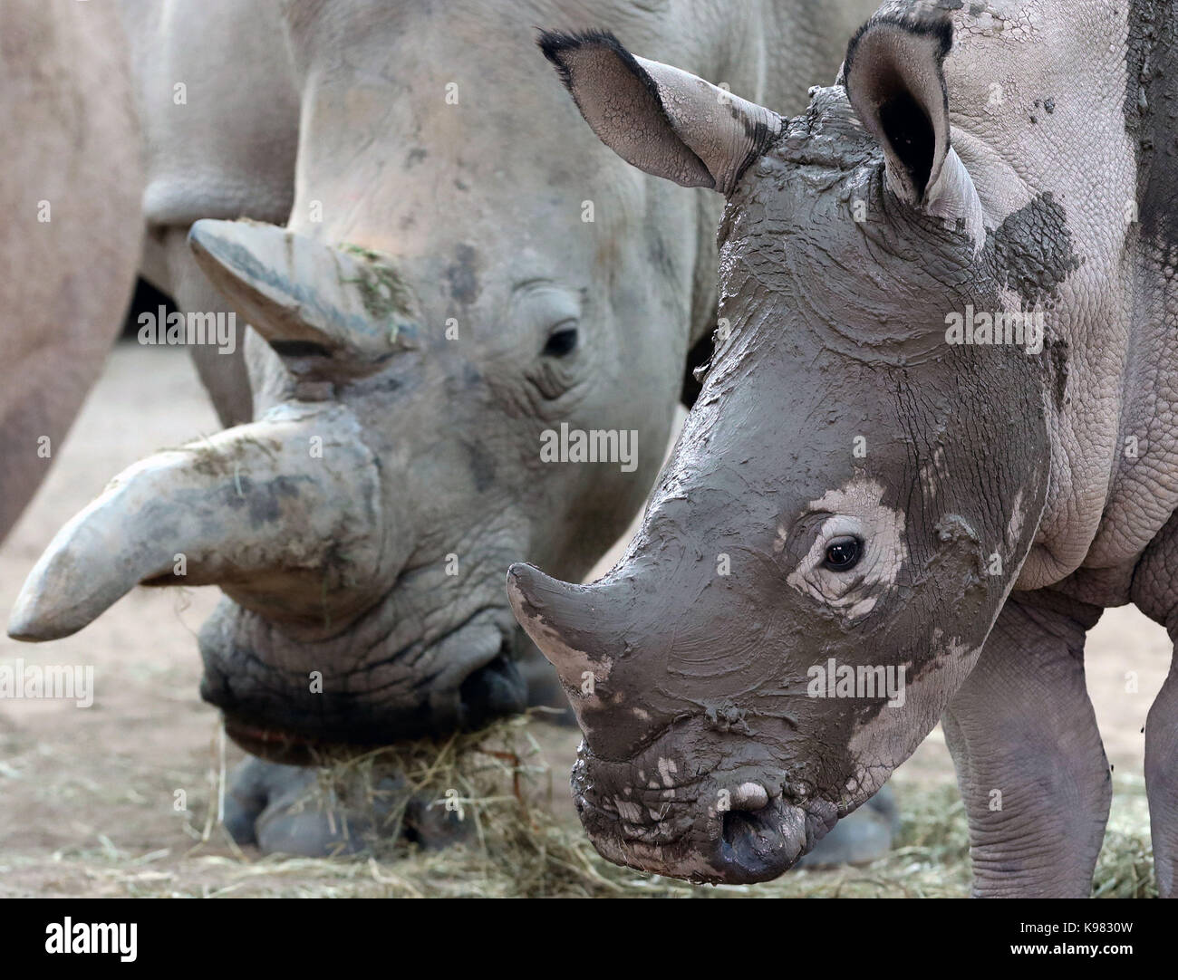 Bonnie, un baby rinoceronte bianco, gode di un trattamento del viso fango con sua madre Dorothy in preparazione per la sua prima festa di compleanno a Blair Drummond Safari Park. Foto Stock