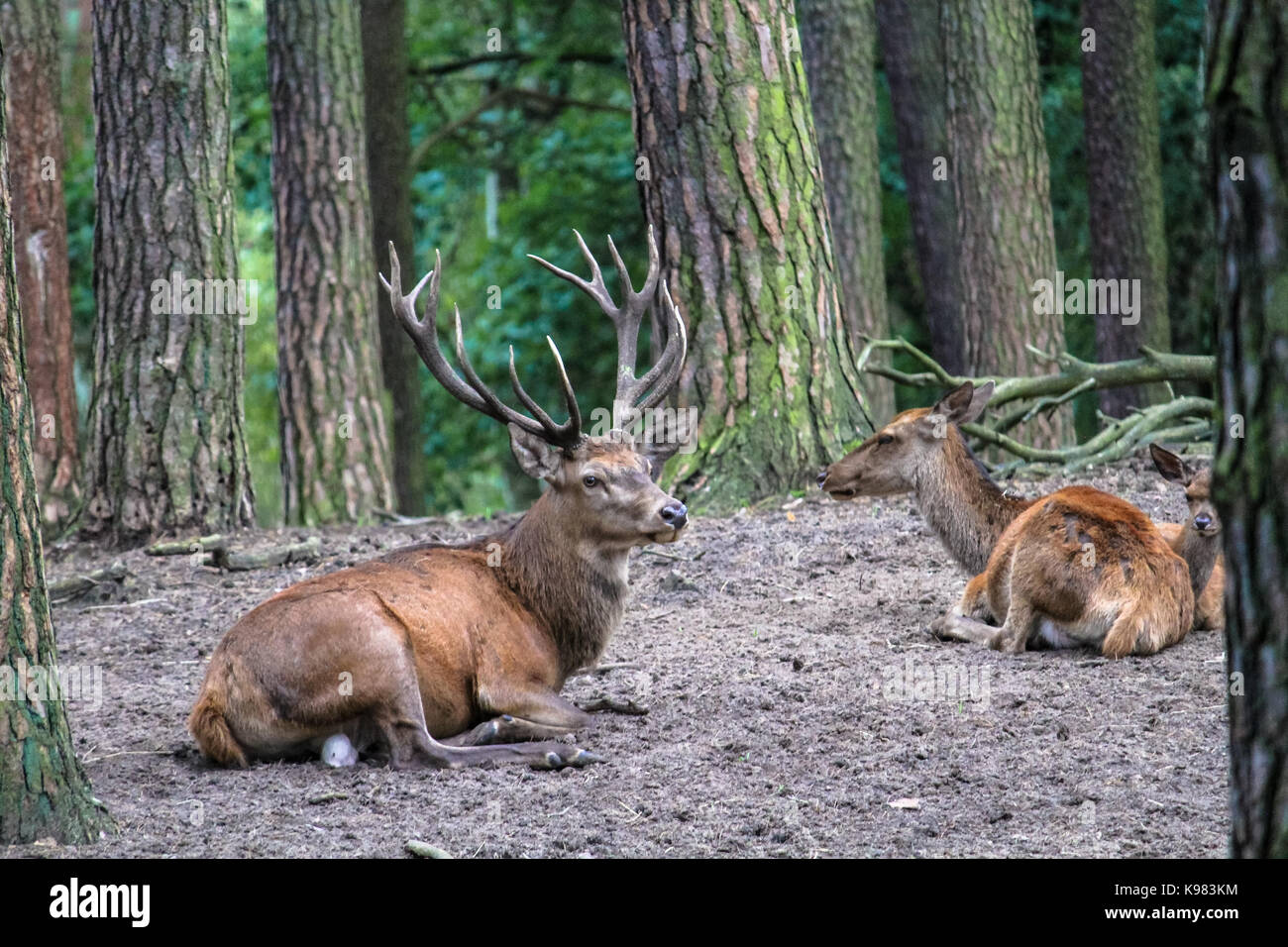 I vecchi Stag Cervo con una matura "horn" con diversi palchi ubicazione in un gruppo con altri animali circondata da alti alberi in una foresta chiusa. Foto Stock