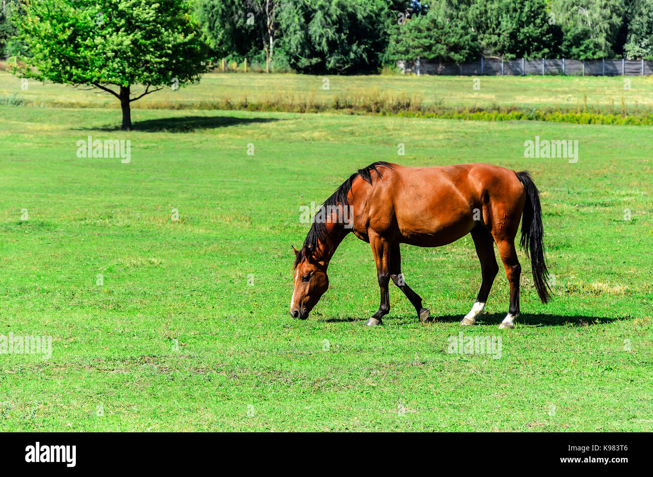 Il cavallo in prato mangiare erba. Foto Stock
