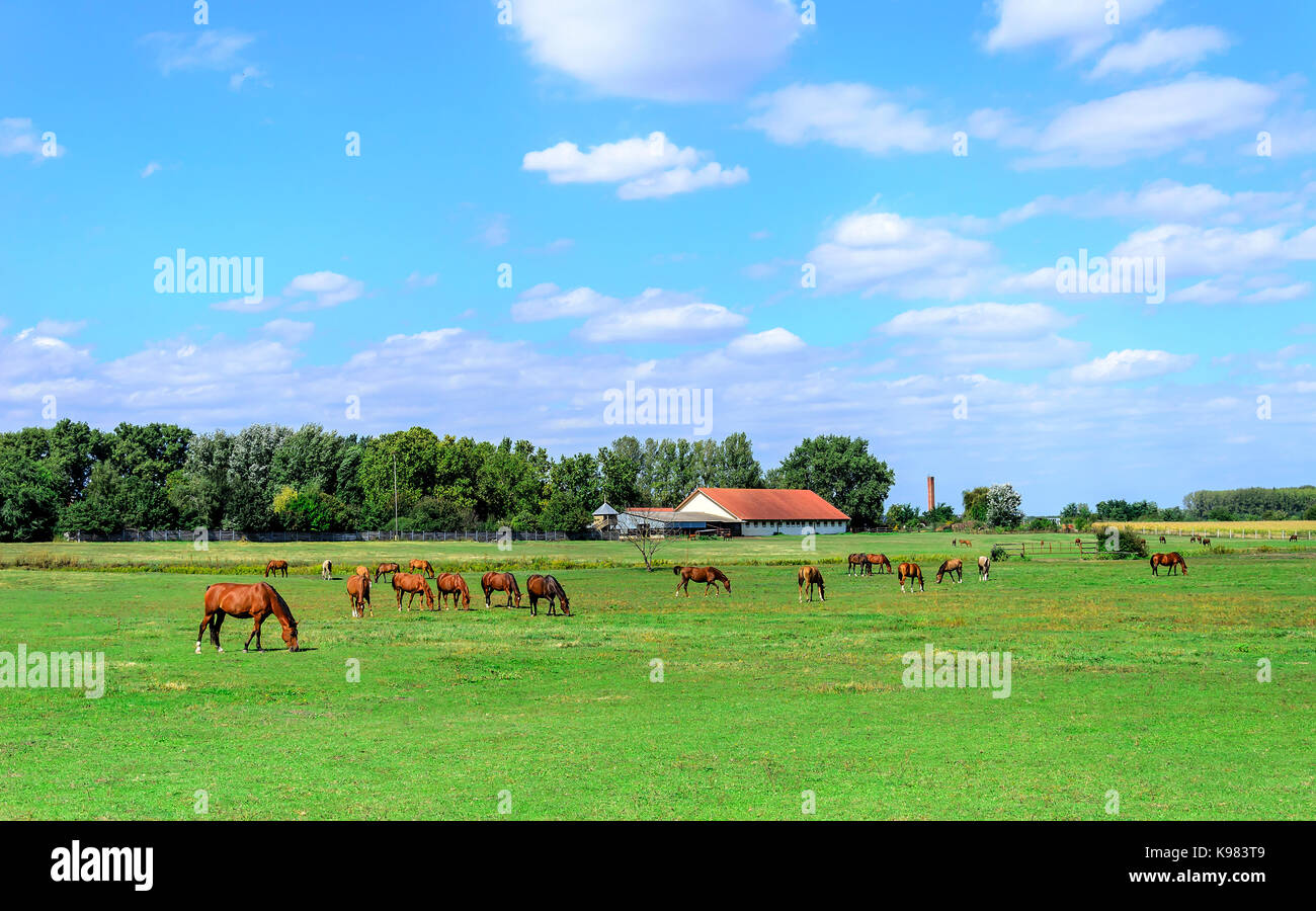 Cavalli nel prato di mangiare erba. Foto Stock