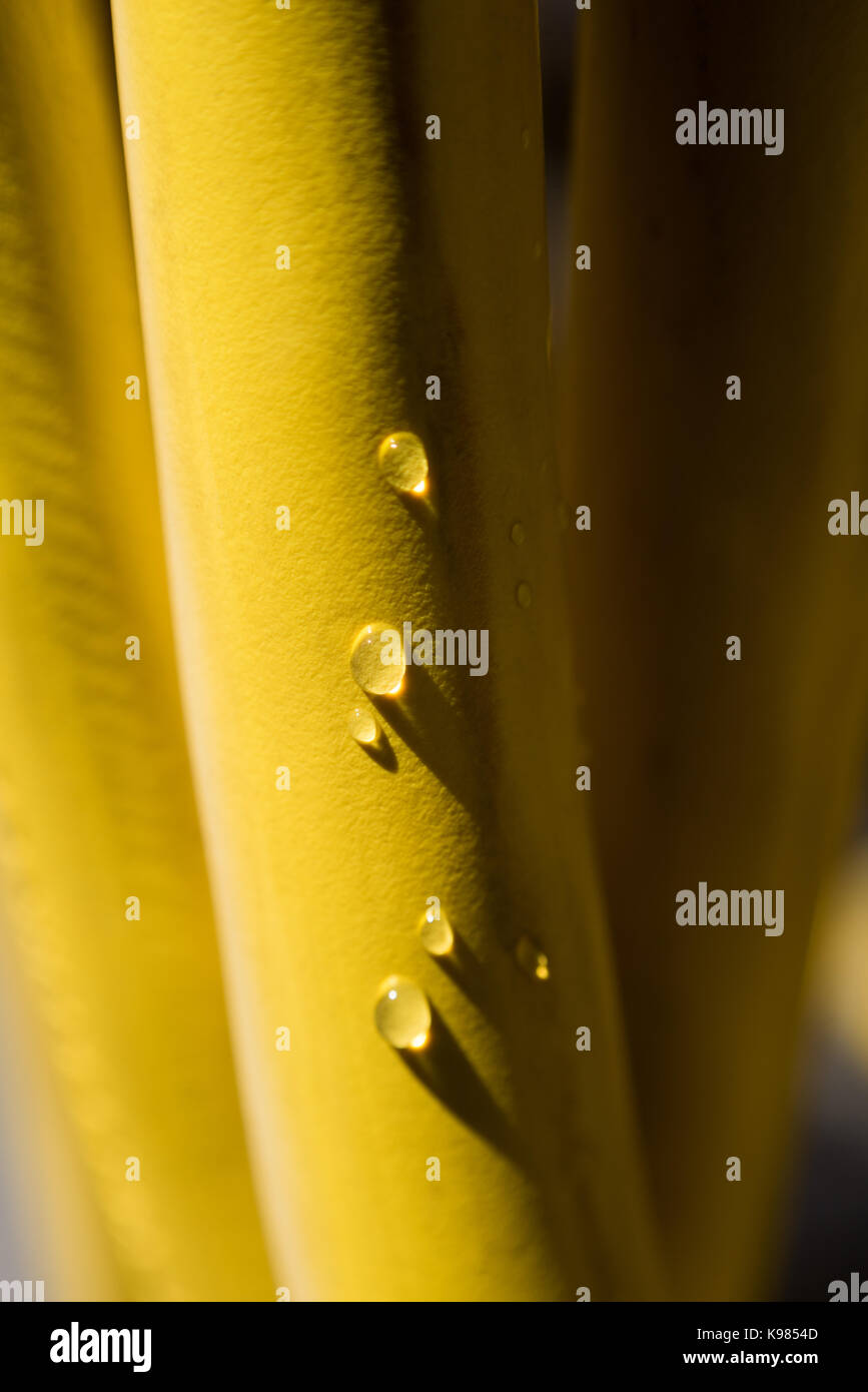 Close-up di stelo di bambù Foto Stock