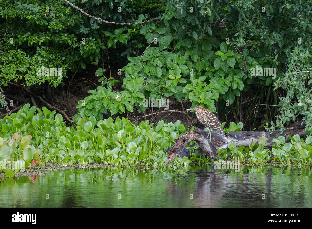 Pantanal brasiliano - aironi Foto Stock