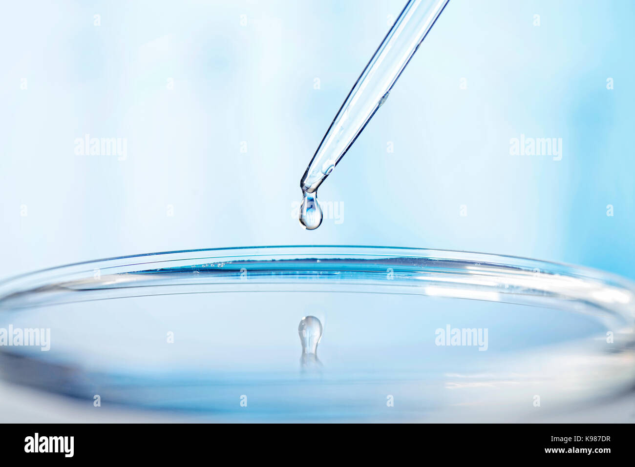 Scena di laboratorio con una pipetta e capsula di petri in luce blu Foto Stock