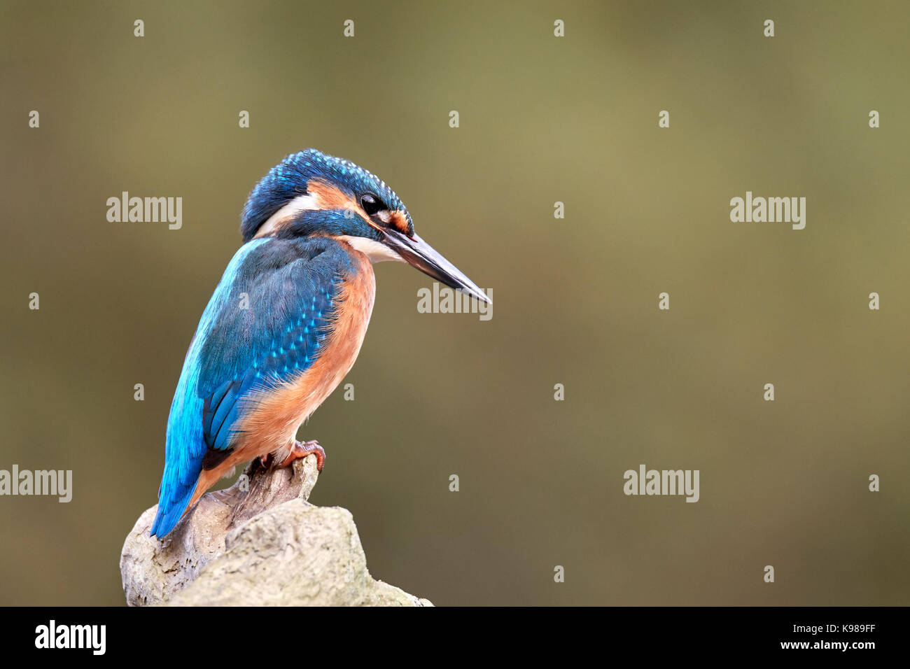 Kingfisher / Alcedo atthis Foto Stock