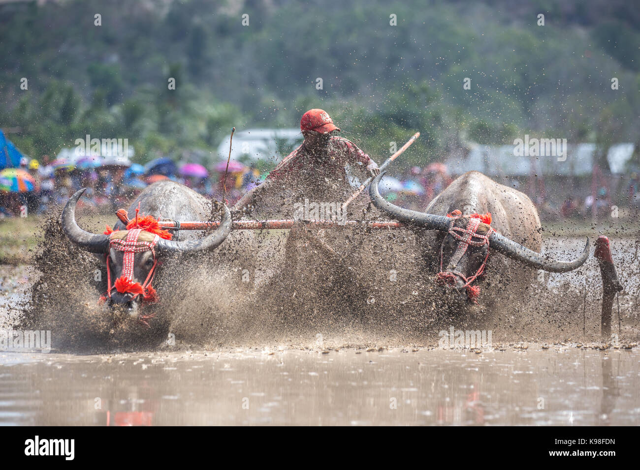 Jereweh, sumbawa barat, Indonesia - 10 settembre 2017: locale buffalo gara concorso sull isola di Sumbawa, Indonesia il 10 settembre 2017. Foto Stock