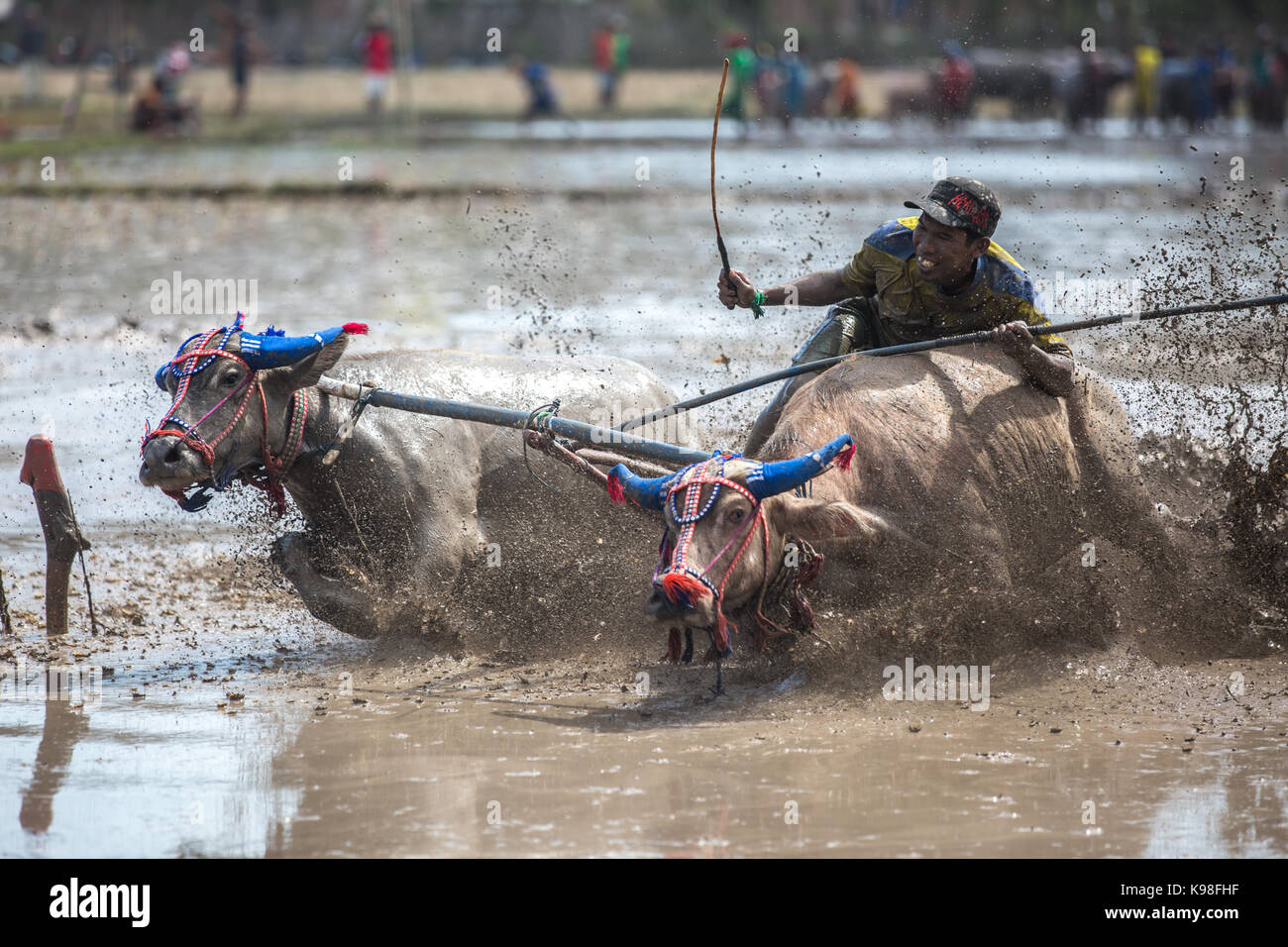 Jereweh, sumbawa barat, Indonesia - 10 settembre 2017: locale buffalo gara concorso sull isola di Sumbawa, Indonesia il 10 settembre 2017. Foto Stock
