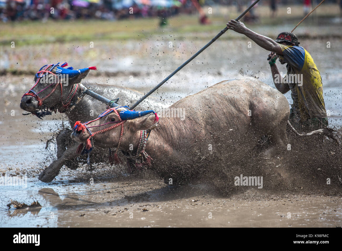 Jereweh, sumbawa barat, Indonesia - 10 settembre 2017: locale buffalo gara concorso sull isola di Sumbawa, Indonesia il 10 settembre 2017. Foto Stock