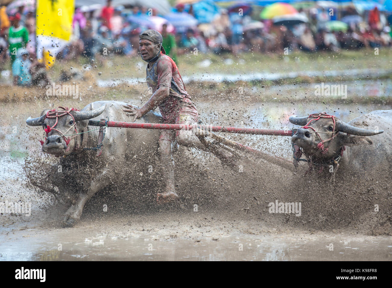 Jereweh, sumbawa barat, Indonesia - 10 settembre 2017: locale buffalo gara concorso sull isola di Sumbawa, Indonesia il 10 settembre 2017. Foto Stock