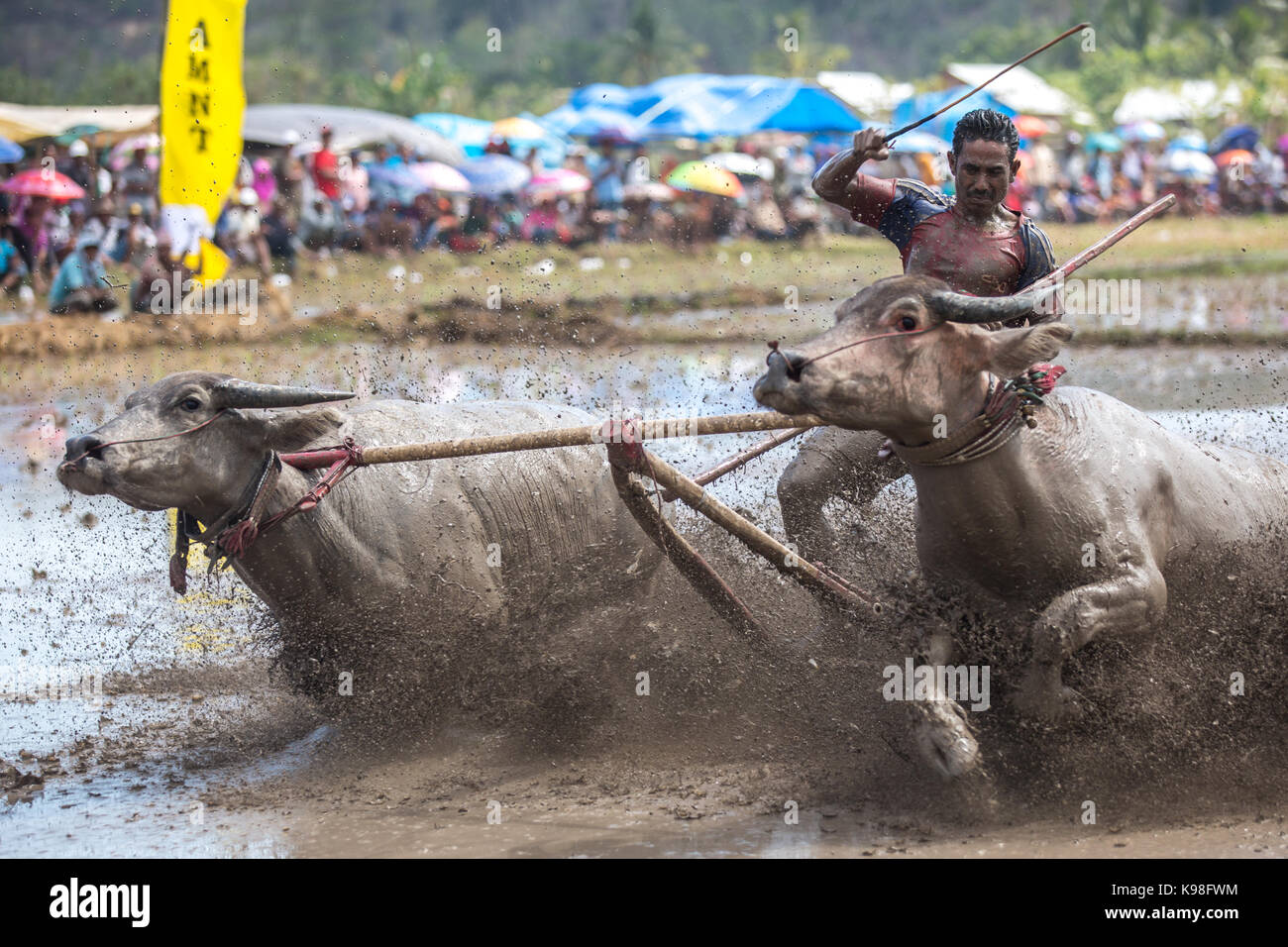 Jereweh, sumbawa barat, Indonesia - 10 settembre 2017: locale buffalo gara concorso sull isola di Sumbawa, Indonesia il 10 settembre 2017. Foto Stock