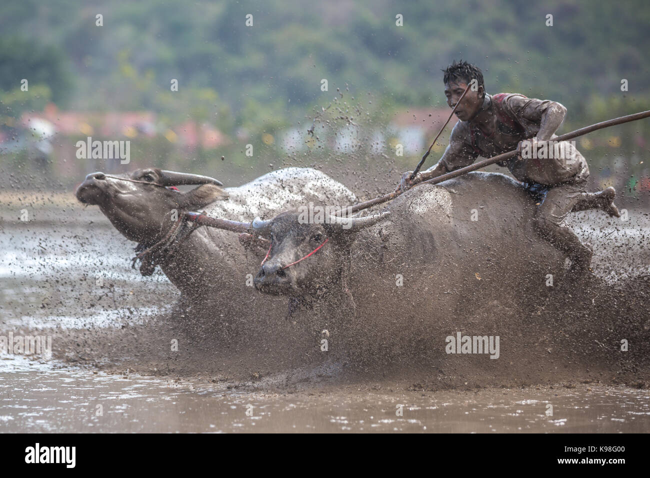 Jereweh, sumbawa barat, Indonesia - 10 settembre 2017: locale buffalo gara concorso sull isola di Sumbawa, Indonesia il 10 settembre 2017. Foto Stock