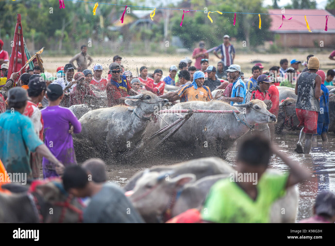 Jereweh, sumbawa barat, Indonesia - 10 settembre 2017: locale buffalo gara concorso sull isola di Sumbawa, Indonesia il 10 settembre 2017. Foto Stock
