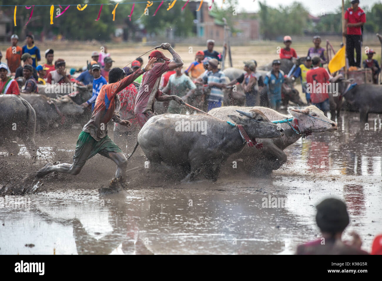 Jereweh, sumbawa barat, Indonesia - 10 settembre 2017: locale buffalo gara concorso sull isola di Sumbawa, Indonesia il 10 settembre 2017. Foto Stock
