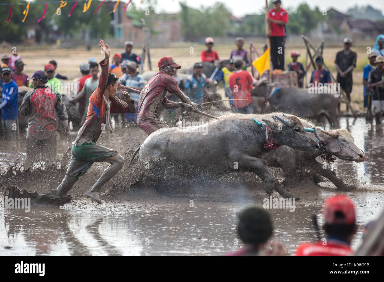 Jereweh, sumbawa barat, Indonesia - 10 settembre 2017: locale buffalo gara concorso sull isola di Sumbawa, Indonesia il 10 settembre 2017. Foto Stock