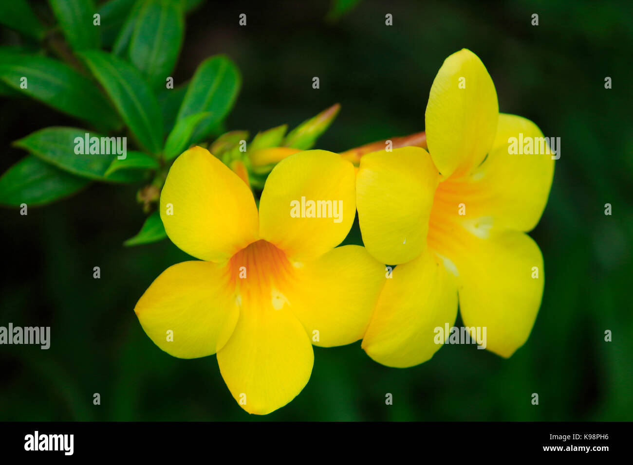 Fiore giallo stock foto scattata dal Kerala, India. Foto Stock