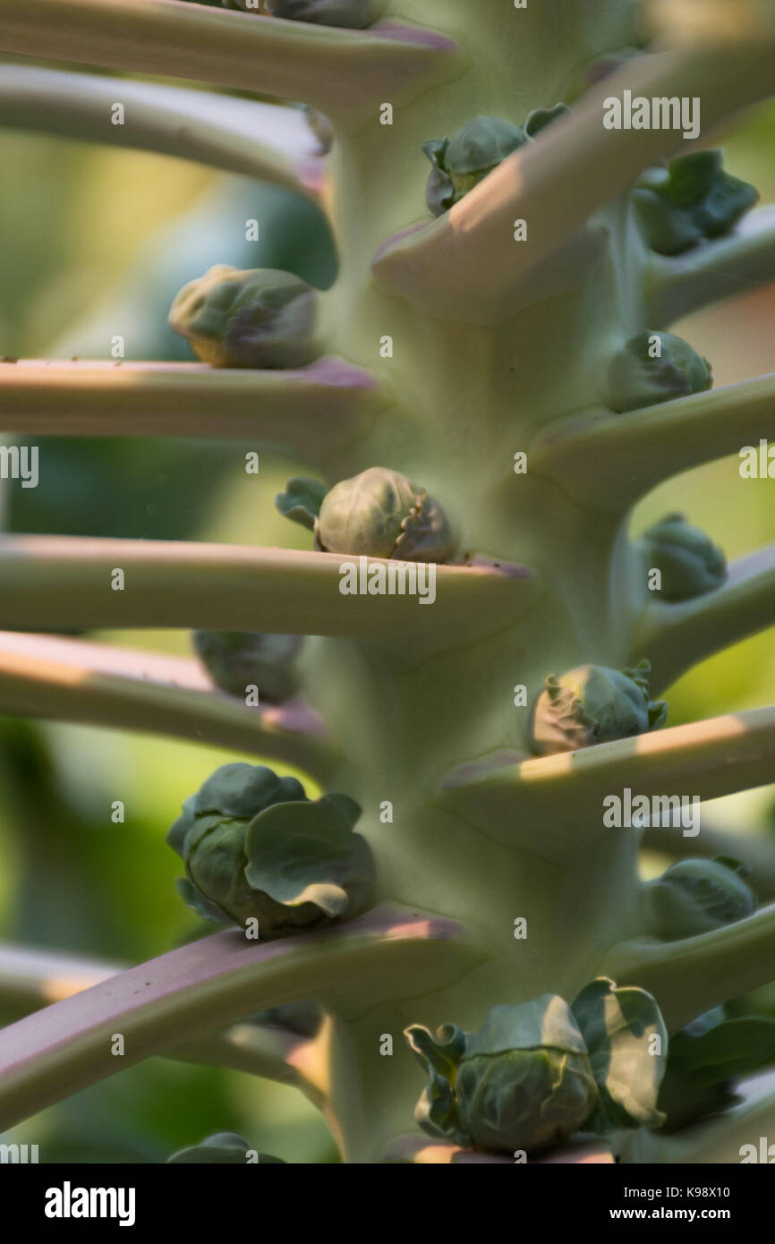 Close up i cavoletti di Bruxelles sulla levetta accesa con luce dorata. profondità di campo. Foto Stock