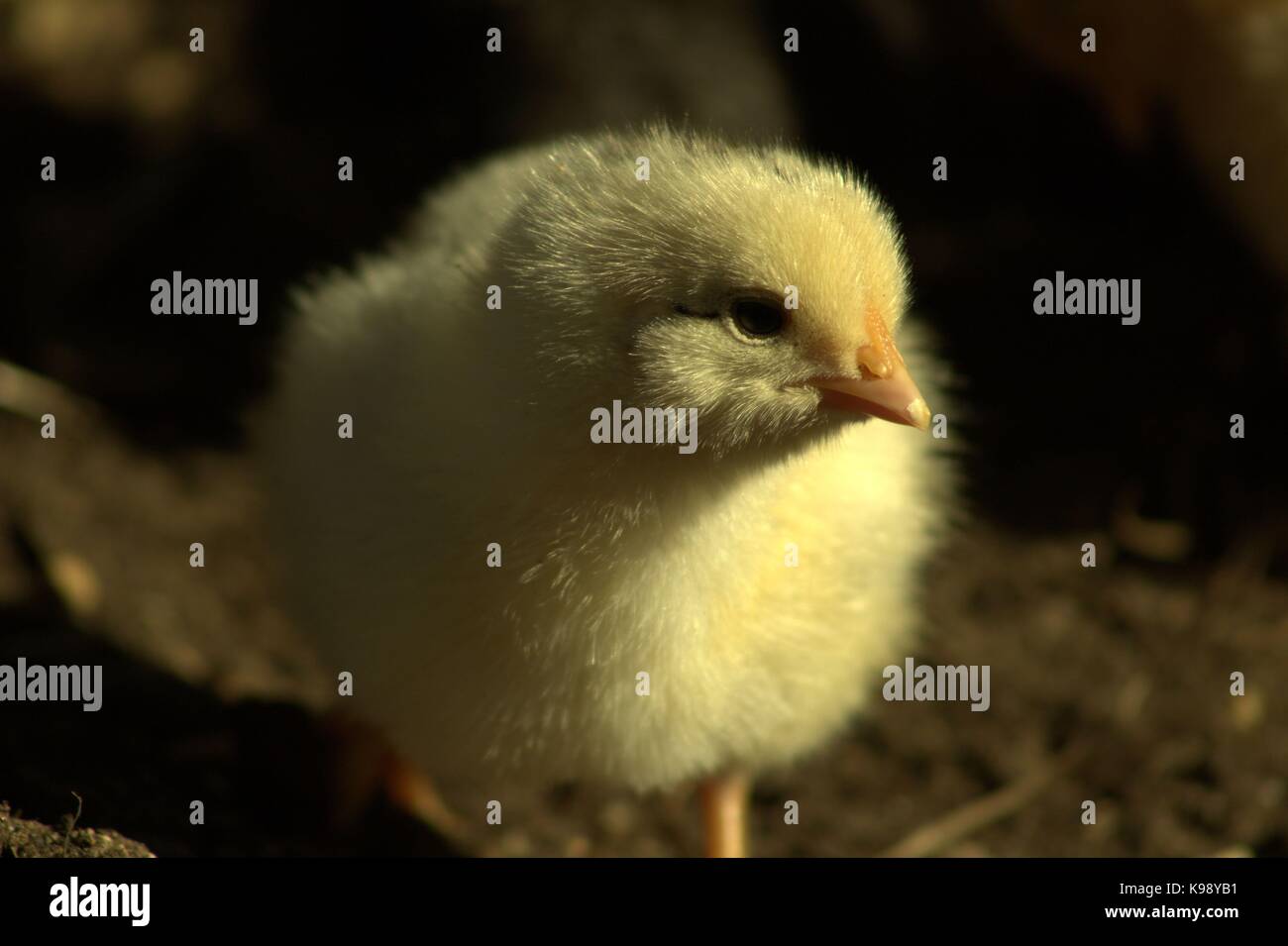 Vecchi di tre giorni al di fuori di pulcino per la prima volta Foto Stock