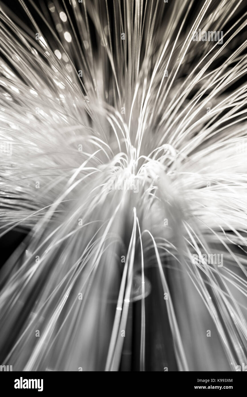 Lampada delle fibre ottiche. Foto Stock