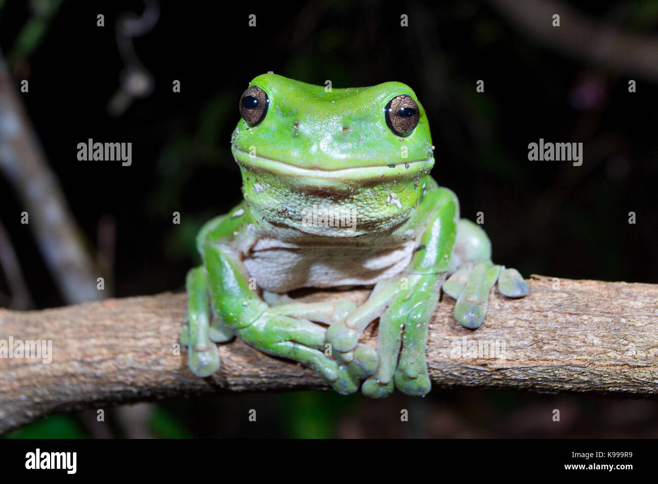 Australian ranocchio verde (Litoria caerulea), Yuraygir National Park, NSW, Australia Foto Stock
