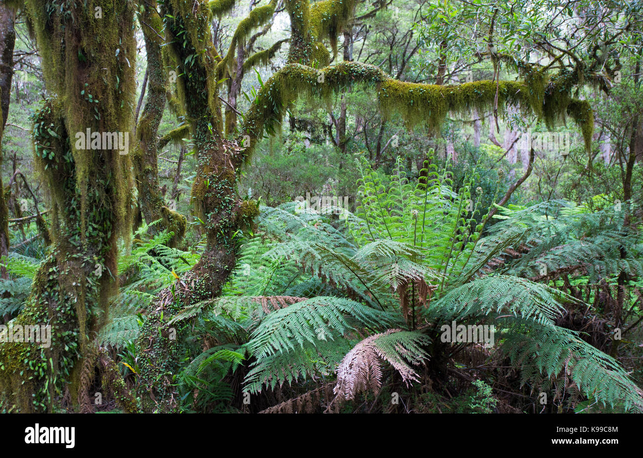 Di muschio foresta temperata con felci arboree nel New England National Park, NSW, Australia Foto Stock