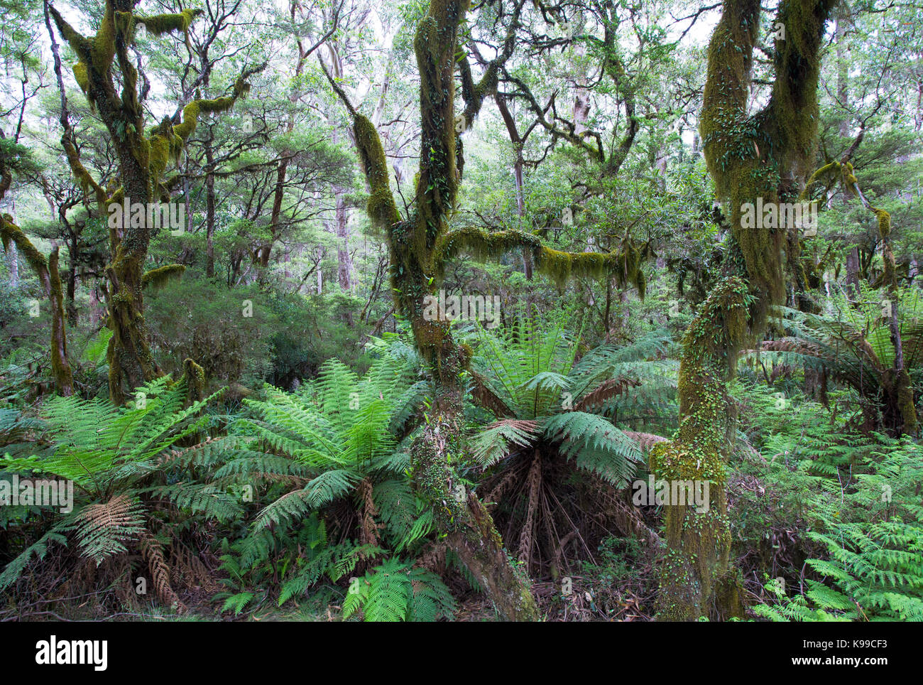 Di muschio foresta temperata con felci arboree nel New England National Park, NSW, Australia Foto Stock