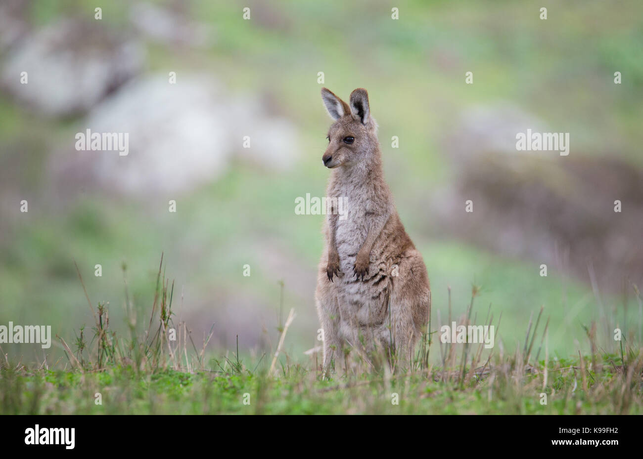 Orientale Canguro grigio (Macropus giganteus) joey, NSW, Australia Foto Stock