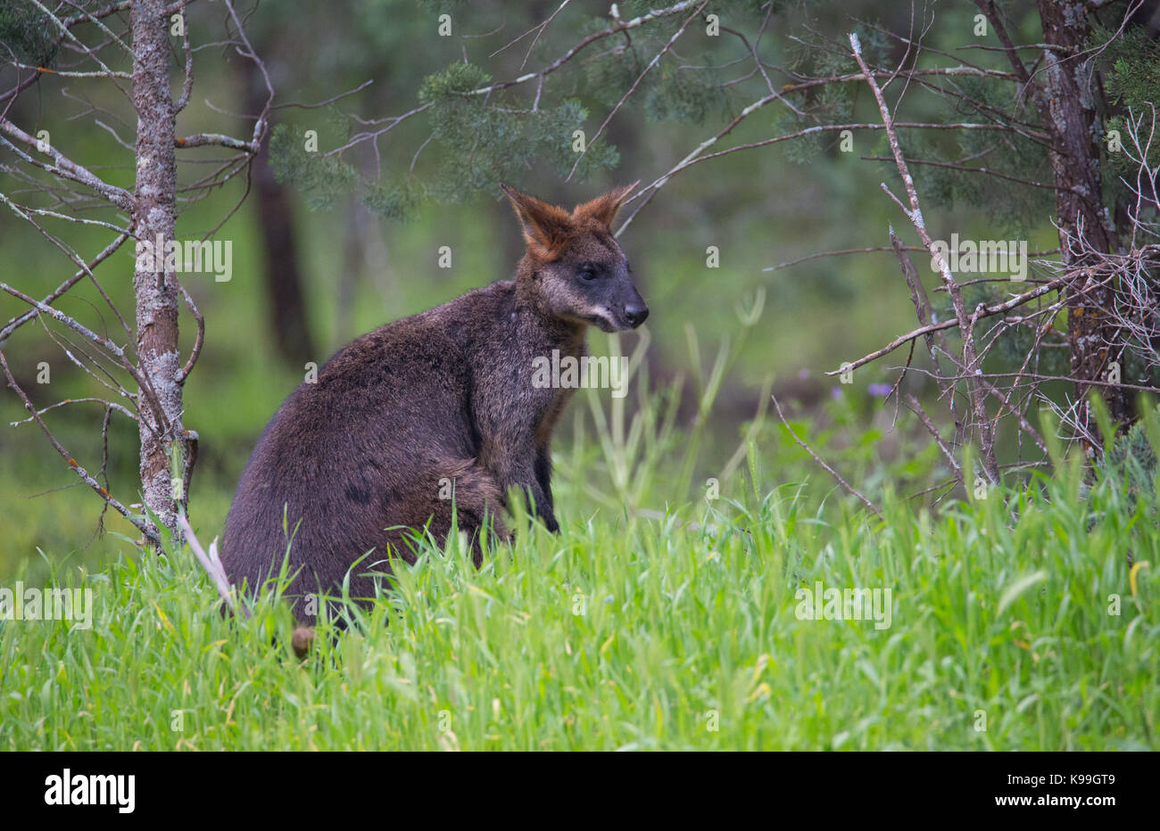 Grande maschio Swamp Wallaby Wallabia (bicolore), Cocoparra National Park, NSW, Australia Foto Stock