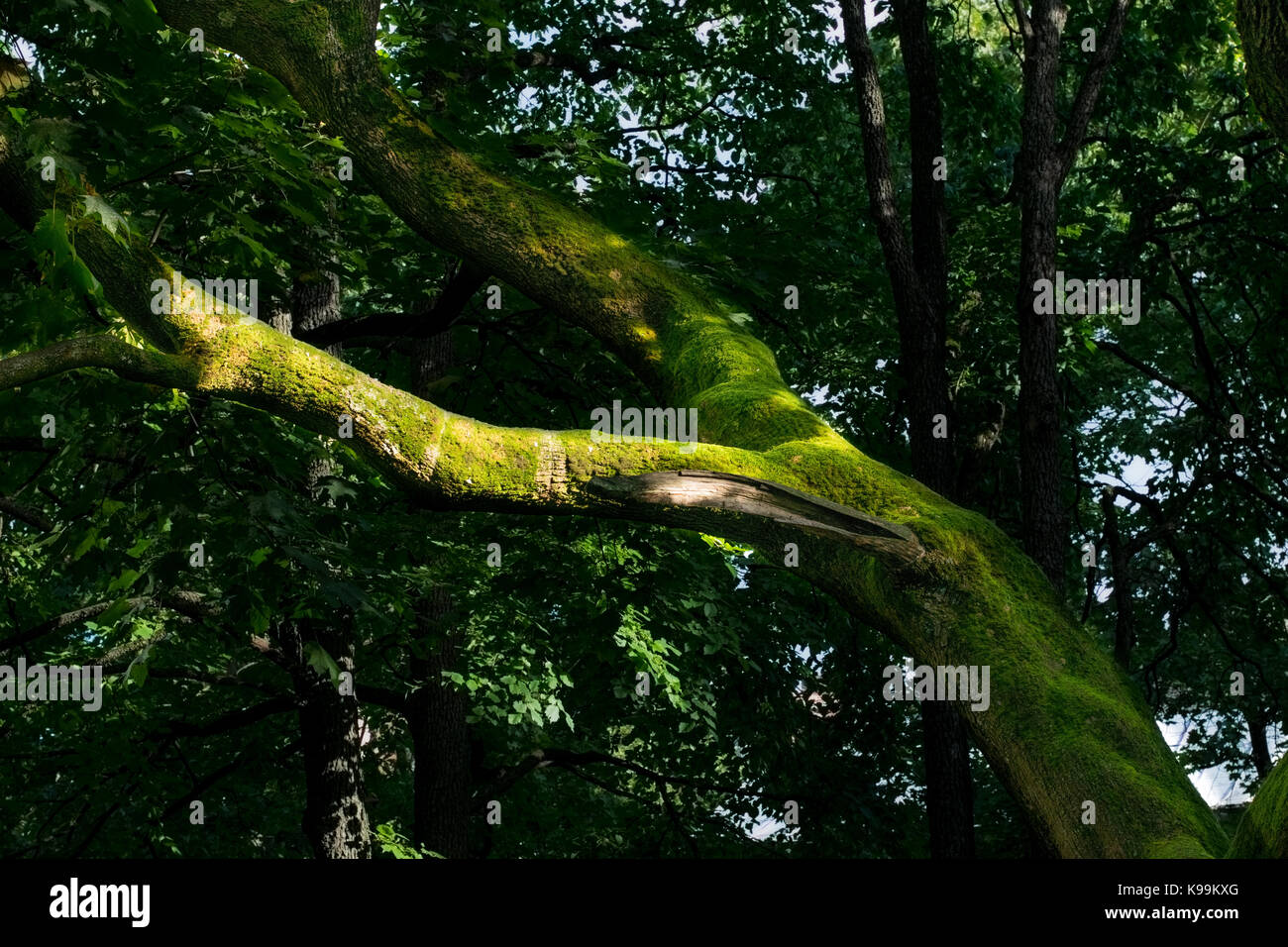 Un ramo coperti di muschio Foto Stock