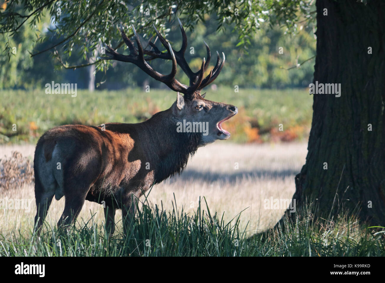 Bushy Park, London, Regno Unito. Il 22 settembre, 2017. I solchi stagione è in corso a Bushy Park nel sud-ovest di Londra. Questo magnifico Red Deer stag soffietto un avvertimento per gli altri maschi per tenere lontano. Credito: Julia Gavin/Alamy Live News Foto Stock