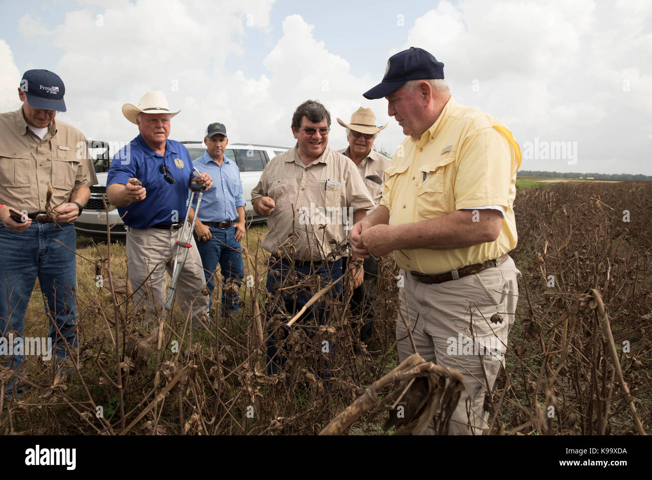 El campo, Stati Uniti d'America. Xxi Sep, 2017. degli Stati Uniti Segretario di Agricoltura sonny perdue (giallo shirt), casa agricoltura presidente mike conaway (tan) e Texas commissario per l'agricoltura sid Miller (blu) tour fattorie di cotone devastata dall'uragano harvey tre settimane fa. Credito: bob daemmrich/alamy live news Foto Stock