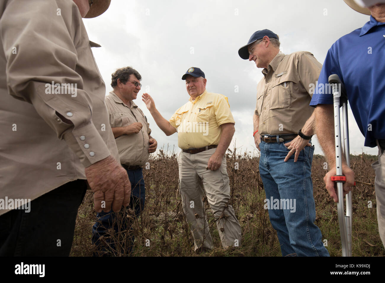 El campo, Stati Uniti d'America. Xxi Sep, 2017. degli Stati Uniti Segretario di Agricoltura sonny perdue (giallo shirt), casa agricoltura presidente mike conaway (tan) e Texas commissario per l'agricoltura sid Miller (blu) tour fattorie di cotone devastata dall'uragano harvey tre settimane fa. Credito: bob daemmrich/alamy live news Foto Stock