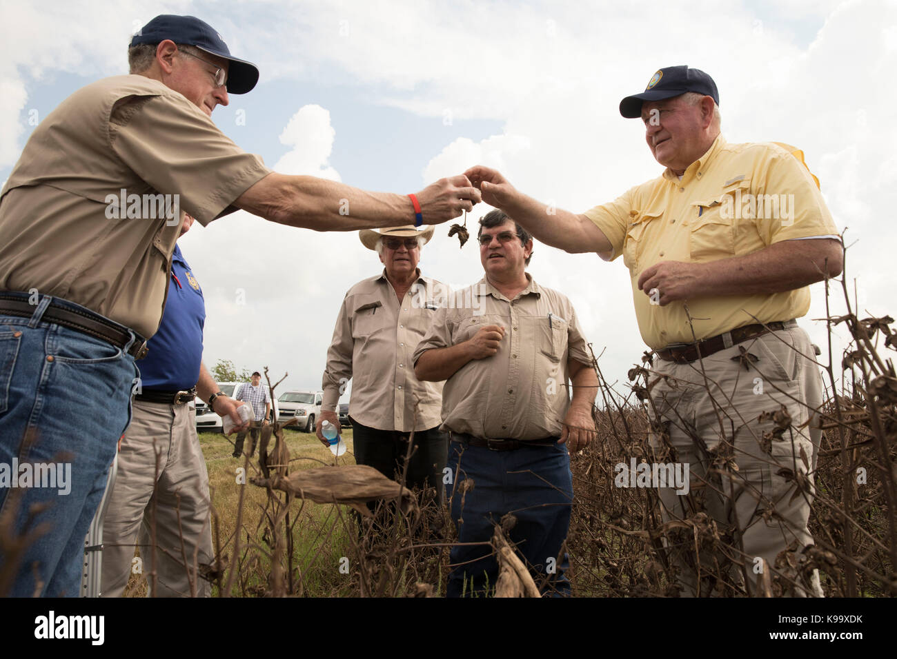 El campo, Stati Uniti d'America. Xxi Sep, 2017. degli Stati Uniti Segretario di Agricoltura sonny perdue (giallo shirt), casa agricoltura presidente mike conaway (tan) e Texas commissario per l'agricoltura sid Miller (blu) tour fattorie di cotone devastata dall'uragano harvey tre settimane fa. Credito: bob daemmrich/alamy live news Foto Stock