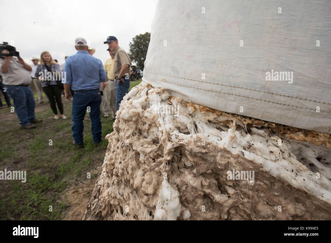 El campo, Stati Uniti d'America. Xxi Sep, 2017. degli Stati Uniti Segretario di Agricoltura sonny perdue (giallo shirt), casa agricoltura presidente mike conaway (tan) e Texas commissario per l'agricoltura sid Miller (blu) tour fattorie di cotone devastata dall'uragano harvey tre settimane fa. Credito: bob daemmrich/alamy live news Foto Stock