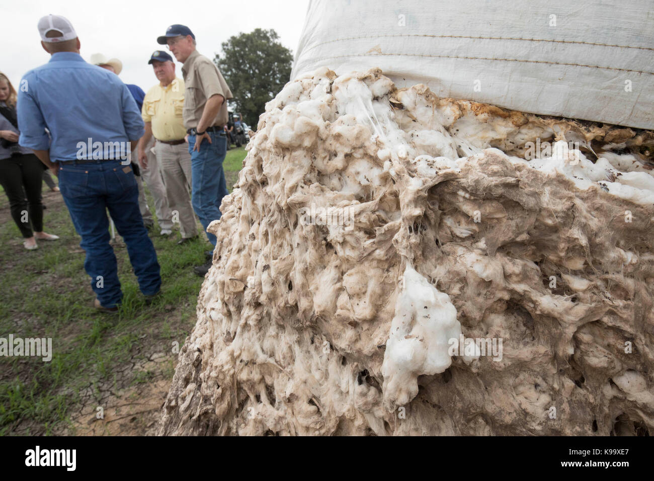 El campo, Stati Uniti d'America. Xxi Sep, 2017. degli Stati Uniti Segretario di Agricoltura sonny perdue (giallo shirt), casa agricoltura presidente mike conaway (tan) e Texas commissario per l'agricoltura sid Miller (blu) tour fattorie di cotone devastata dall'uragano harvey tre settimane fa. Credito: bob daemmrich/alamy live news Foto Stock