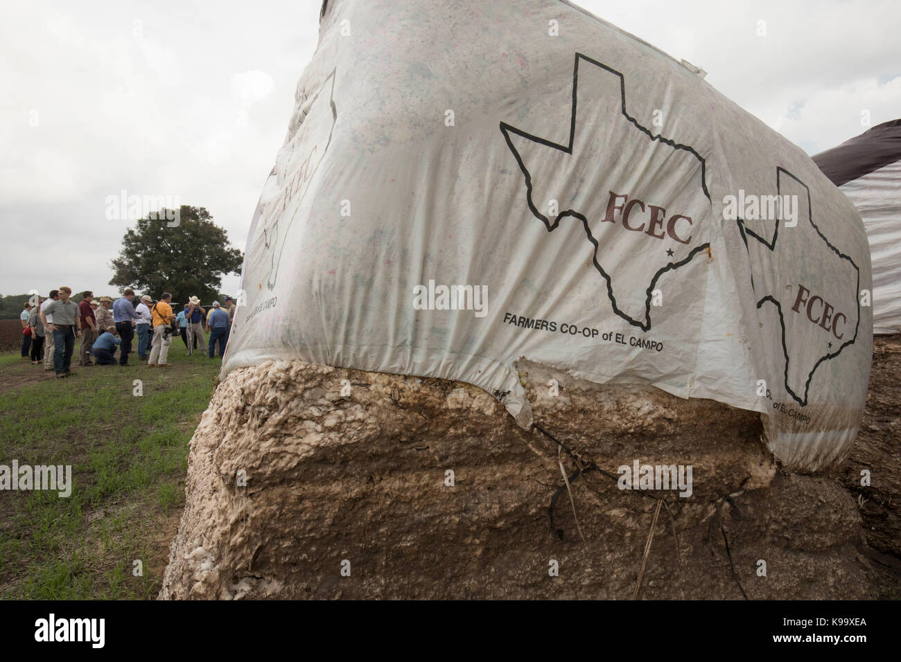 El campo, Stati Uniti d'America. Xxi Sep, 2017. degli Stati Uniti Segretario di Agricoltura sonny perdue (giallo shirt), casa agricoltura presidente mike conaway (tan) e Texas commissario per l'agricoltura sid Miller (blu) tour fattorie di cotone devastata dall'uragano harvey tre settimane fa. Credito: bob daemmrich/alamy live news Foto Stock