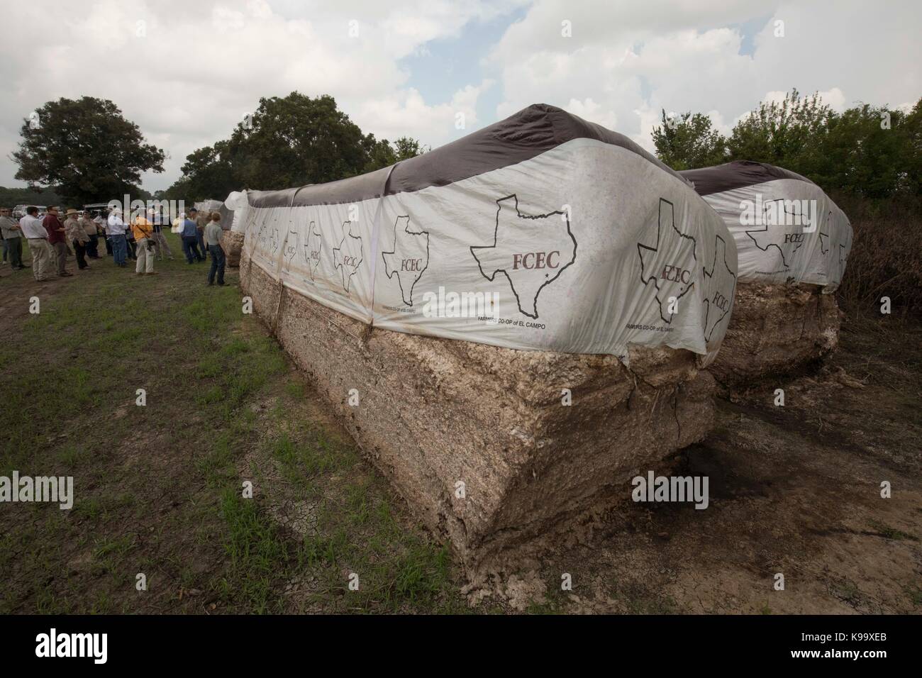 El campo, Stati Uniti d'America. Xxi Sep, 2017. degli Stati Uniti Segretario di Agricoltura sonny perdue (giallo shirt), casa agricoltura presidente mike conaway (tan) e Texas commissario per l'agricoltura sid Miller (blu) tour fattorie di cotone devastata dall'uragano harvey tre settimane fa. Credito: bob daemmrich/alamy live news Foto Stock