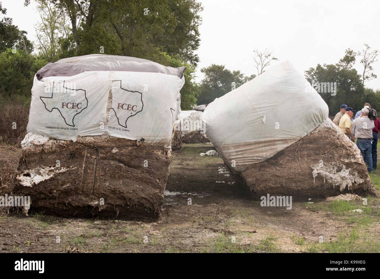 El campo, Stati Uniti d'America. Xxi Sep, 2017. degli Stati Uniti Segretario di Agricoltura sonny perdue (giallo shirt), casa agricoltura presidente mike conaway (tan) e Texas commissario per l'agricoltura sid Miller (blu) tour fattorie di cotone devastata dall'uragano harvey tre settimane fa. Credito: bob daemmrich/alamy live news Foto Stock